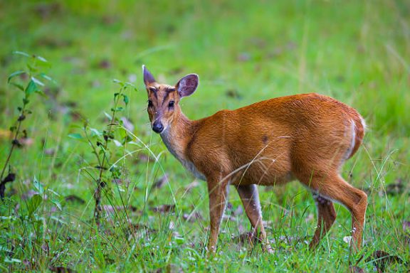 Muntjac Deer