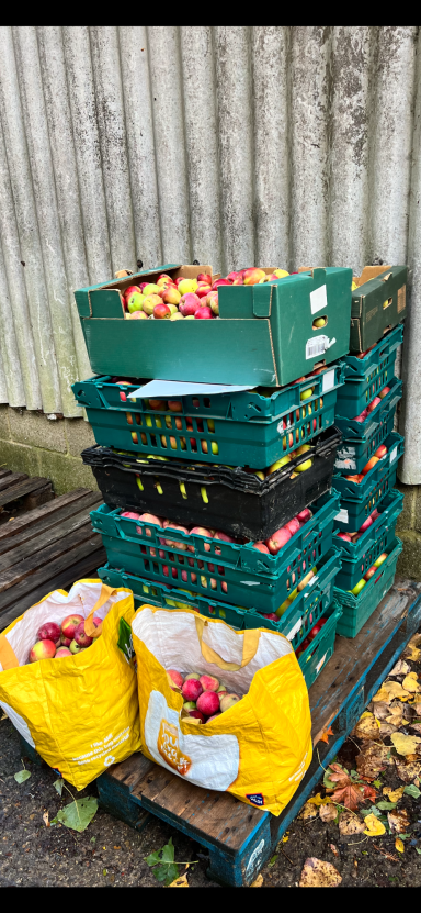 Apple Harvest